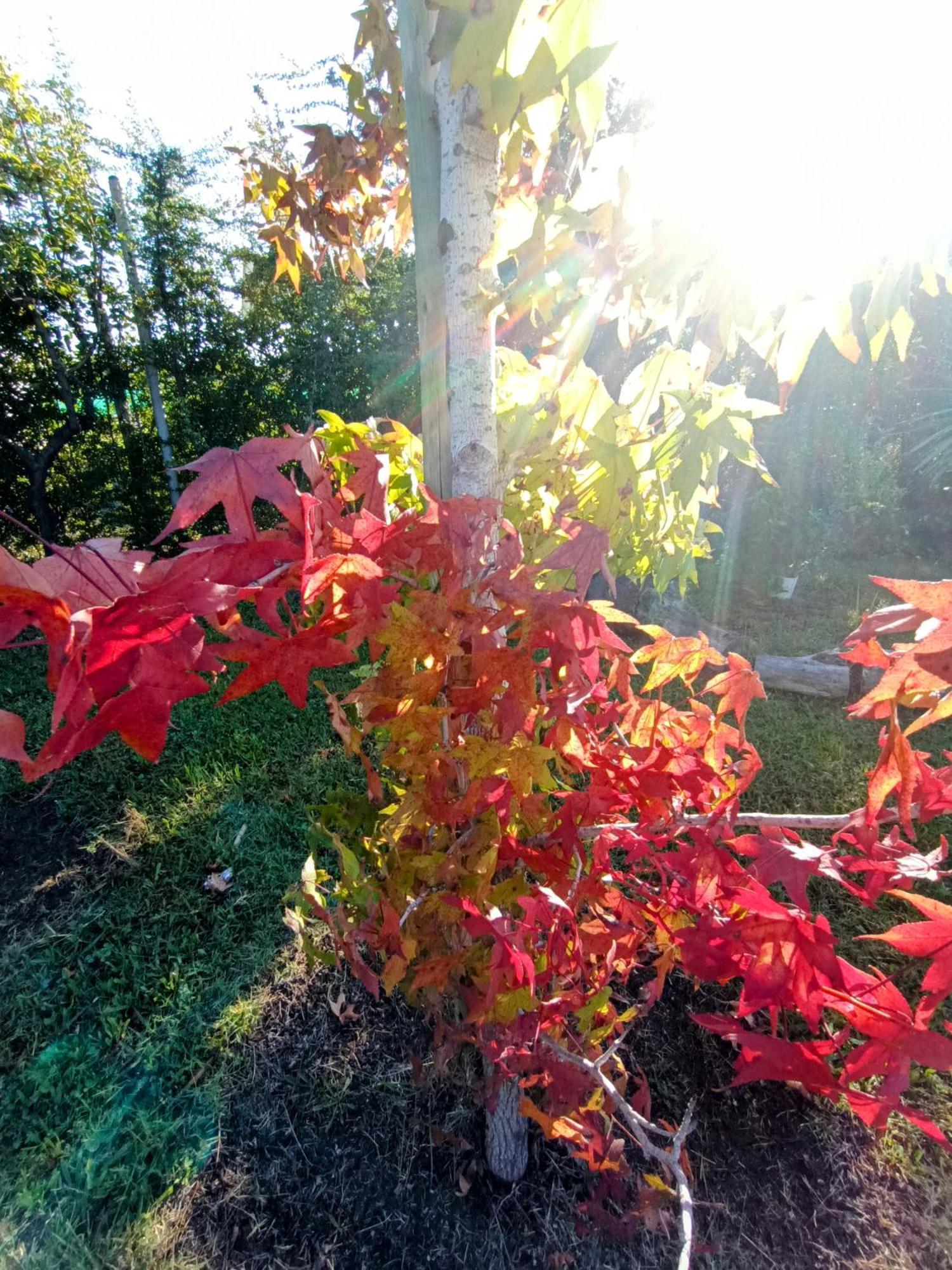 De Alma Tinta - Petit Chalet San Rafael Dış mekan fotoğraf